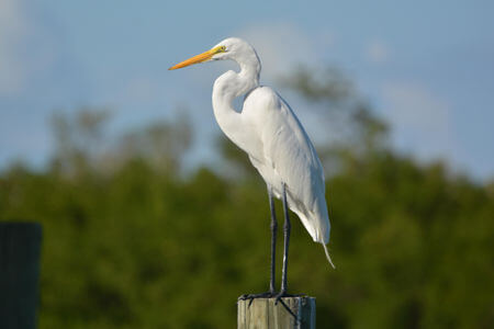 Egret standing on dock piling in Buxton, NC.