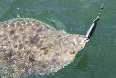 Flounder caught in the Pamlico Sound near Buxton.